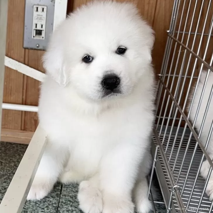 ID：2506-05939の子犬