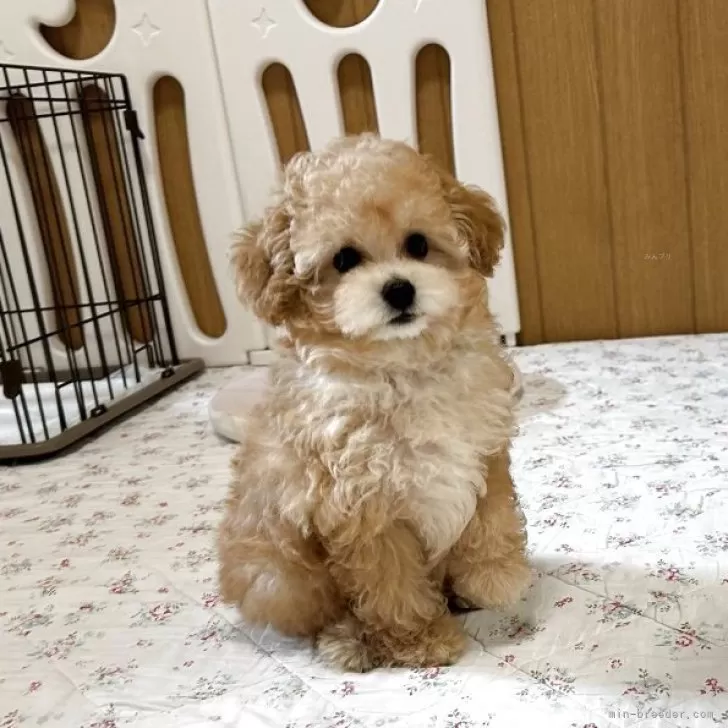 ID：2509-04661の子犬