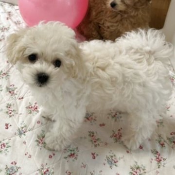 ボロニーズ【福岡県・男の子・2025年6月24日・ホワイト】の写真「希少犬ボロニーズの男の子です！」