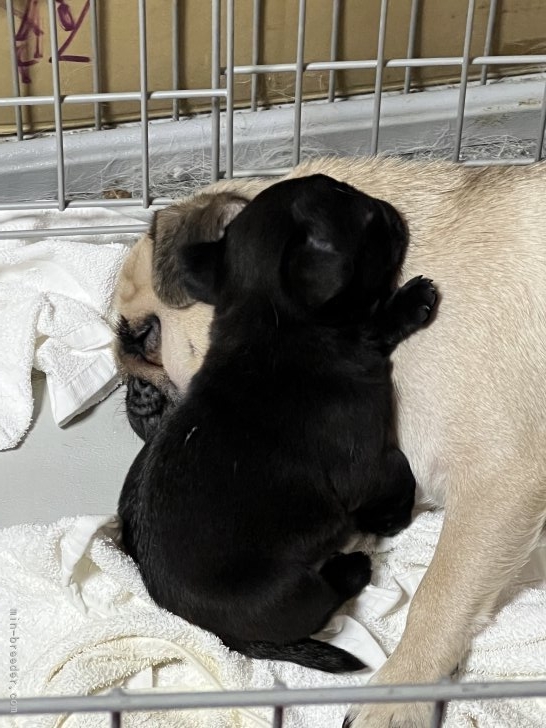 黒田暁美ブリーダーのブログ：親子💕