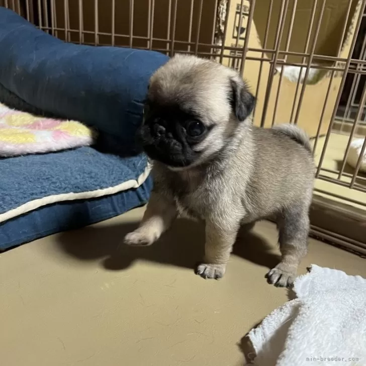 ID:2502-04416の子犬