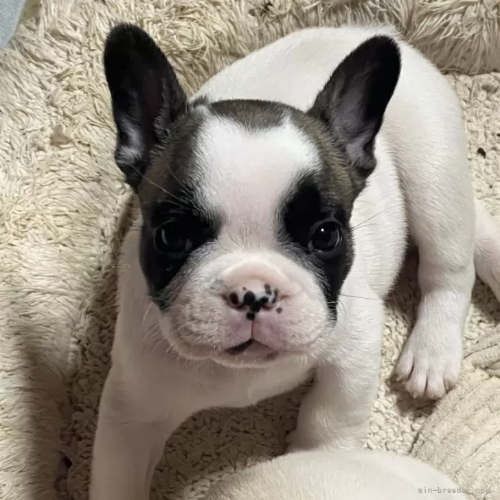ID：2505-01308の子犬