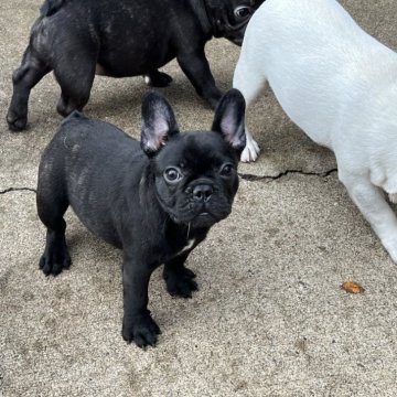 フレンチブルドッグ【京都府・女の子・2025年7月29日・ブリンドル】の写真「小ぶりでまん丸、フォルムがとても可愛いです」