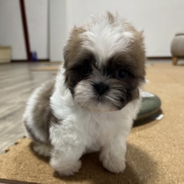 シーズー【京都府・男の子・2025年10月6日・ホワイト&ゴールド】の写真「一番の甘えん坊」