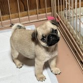 パグ