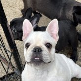 フレンチブルドッグ