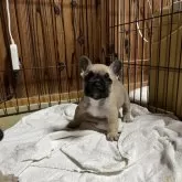 フレンチブルドッグ
