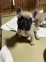 フレンチブルドッグ【京都府・男の子・2025年11月4日・フォーン】の写真4