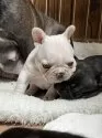 フレンチブルドッグ【京都府・女の子・2025年11月8日・クリーム】の写真4