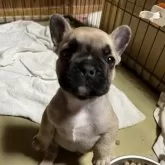 フレンチブルドッグ【京都府・男の子・2025年11月4日・フォーン】の写真5