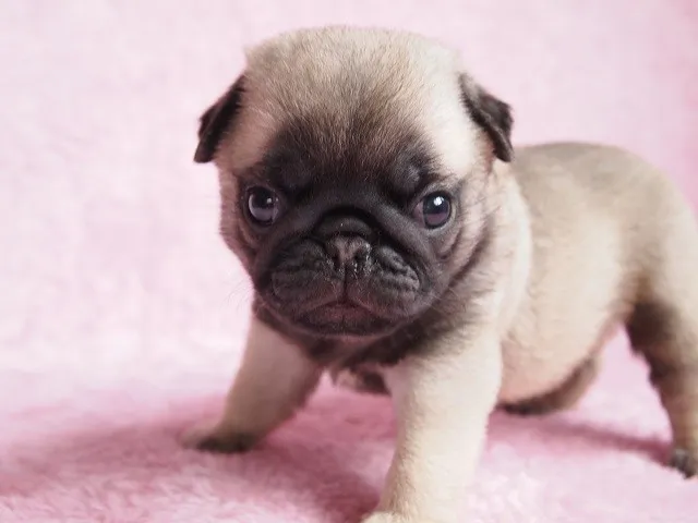 ID：1406-00116の子犬