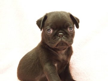 パグ【京都府・男の子・2015年5月7日・ブラック】の写真「元気いっぱいのブラック男子」