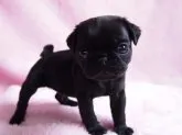 パグ【京都府・男の子・2015年5月13日・ブラック】の写真1