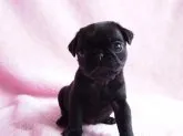 パグ【京都府・男の子・2015年5月13日・ブラック】の写真2