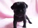 パグ【京都府・男の子・2015年5月13日・ブラック】の写真3
