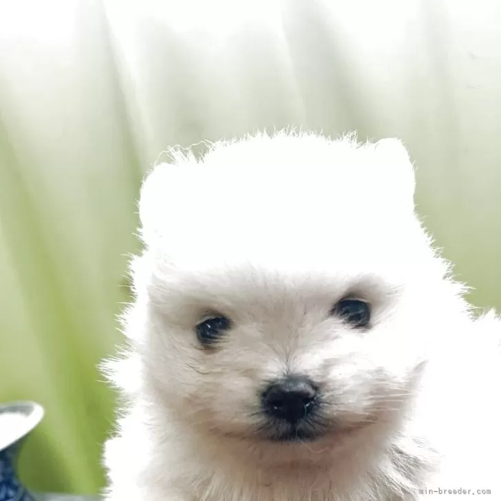 ポメラニアン【奈良県・男の子・2025年5月2日・ホワイト】の写真1