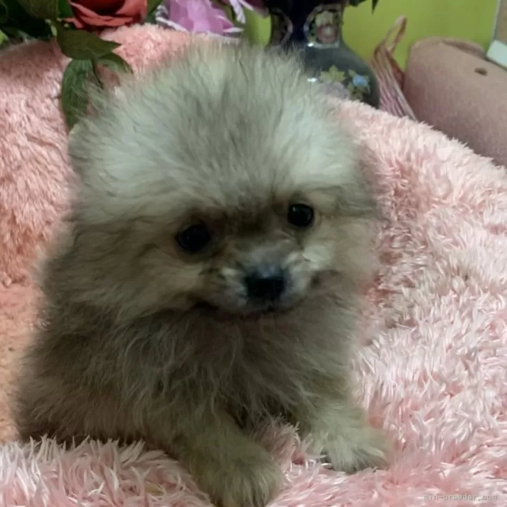 ID:2503-00312の子犬
