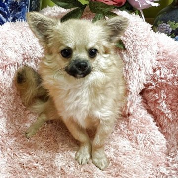 チワワ(ロング)【奈良県・男の子・2025年4月9日・フォーン&セーブル】の写真「愛嬌のいい子です。」