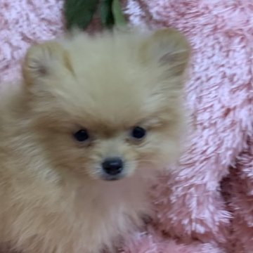 ポメラニアン【奈良県・女の子・2025年1月18日・淡いオレンジ】の写真「お顔の詰まった子です。」