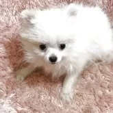 ポメラニアン