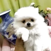 ポメラニアン