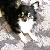 チワワ(ロング)