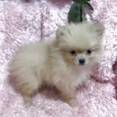 ポメラニアン