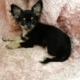 チワワ(ロング)