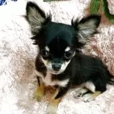 チワワ(ロング)