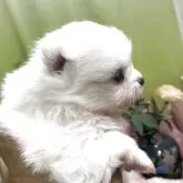 ポメラニアン【奈良県・男の子・2025年5月2日・ホワイト】の写真2