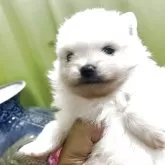 ポメラニアン【奈良県・男の子・2025年5月2日・ホワイト】の写真4