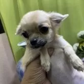 チワワ(ロング)【奈良県・女の子・2024年7月16日・フォーン&セーブル】の写真4