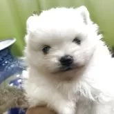 ポメラニアン【奈良県・男の子・2025年5月2日・ホワイト】の写真5