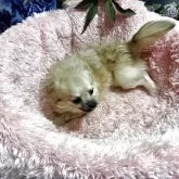 チワワ(ロング)【奈良県・男の子・2025年4月9日・フォーン&セーブル】の写真5