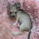 チワワ(ロング)【奈良県・女の子・2024年7月16日・フォーン&セーブル】の写真7