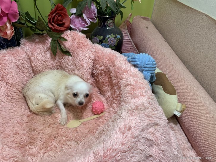 チワワ(ロング)【・女の子・2023年6月27日・ホワイト＆クリーム】