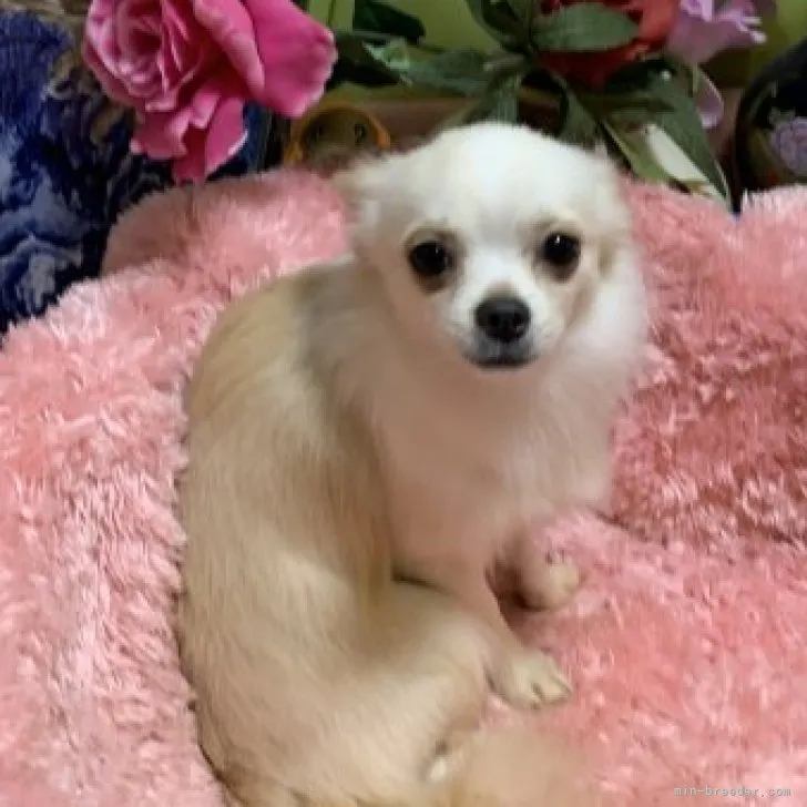ID：2303-03274の子犬