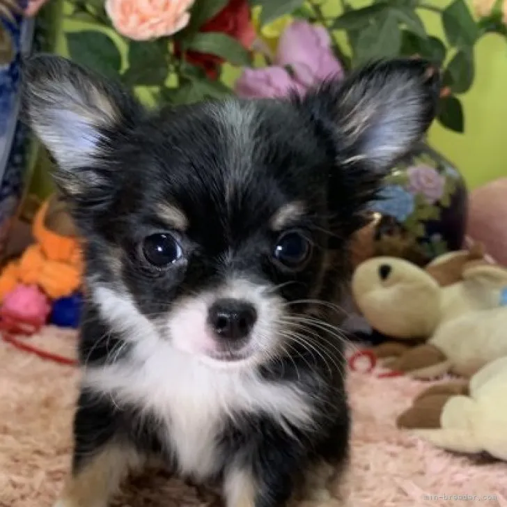 ID：2303-03268の子犬