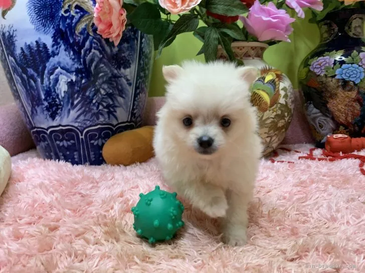 ID：2106-03619の子犬