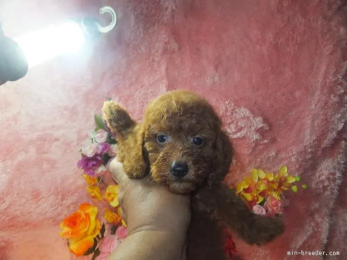 ID：1508-00645の子犬