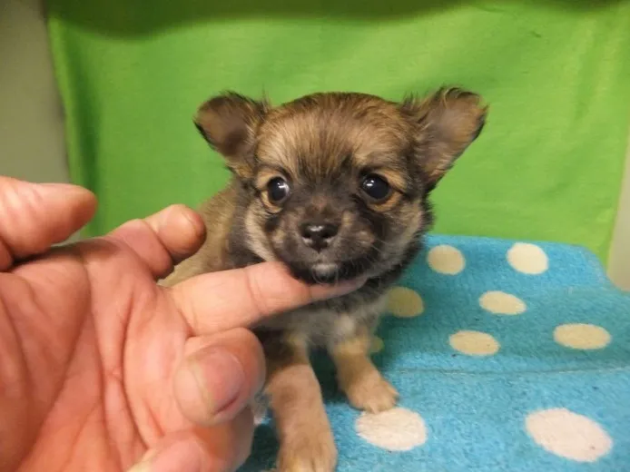 ID:1402-00711の子犬
