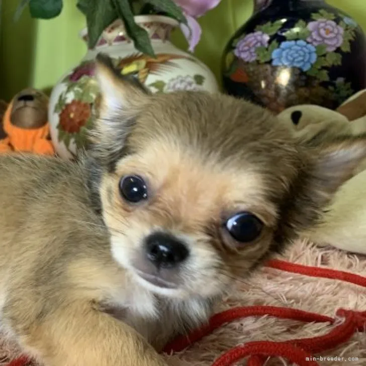 ID：2302-01219の子犬