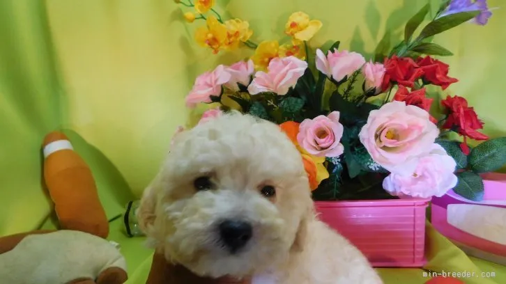 ID：1511-00687の子犬
