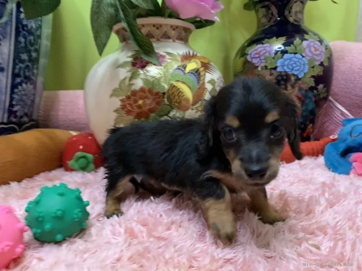 ID:2107-00055の子犬