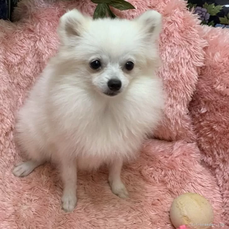ID：2404-04405の子犬