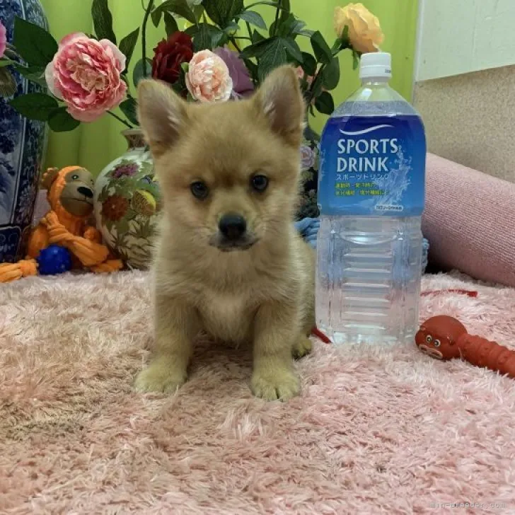 ID：2212-04627の子犬