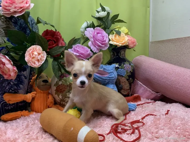 ID:2106-03705の子犬