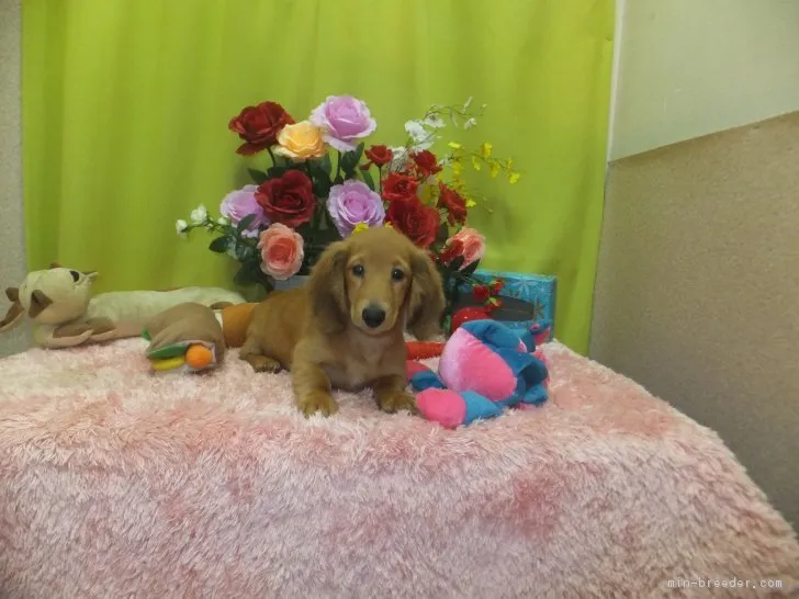 ID：1811-01814の子犬