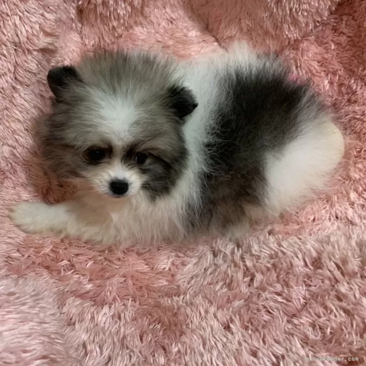 ID：2404-00555の子犬