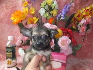 チワワ(ロング)【奈良県・女の子・2015年6月15日・フォーン・セーブル】の写真「」